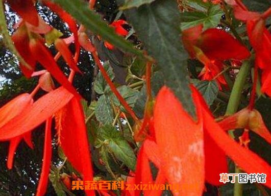 竹叶海棠花的养殖方法和养殖技巧