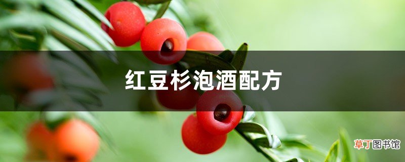 红豆杉泡酒配方