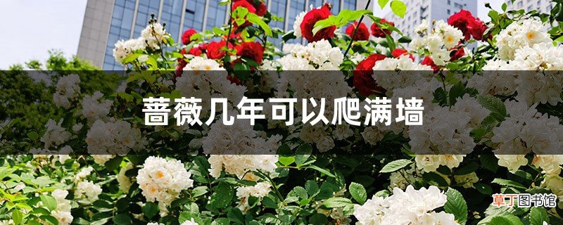 蔷薇几年可以爬满墙