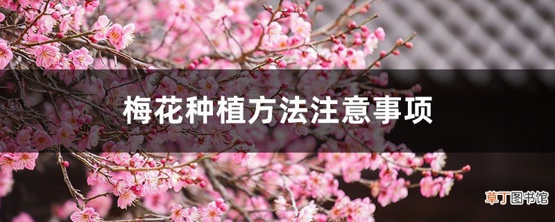 梅花种植方法注意事项