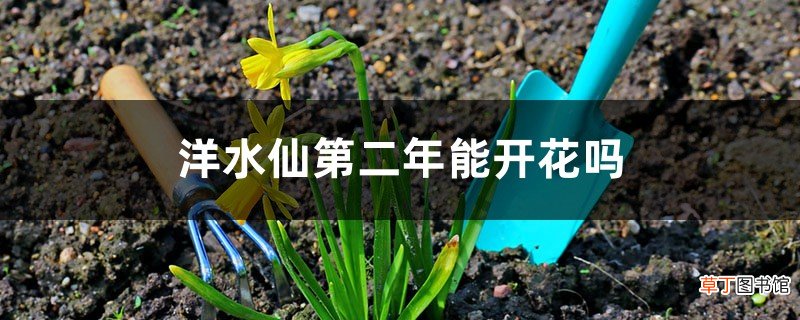 洋水仙第二年能开花吗