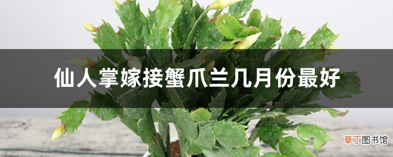 仙人掌嫁接蟹爪兰几月份最好