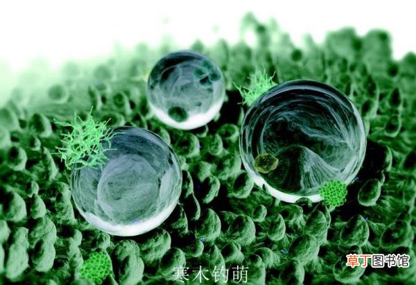 为什么荷花出淤泥而不染? 为什么荷叶的叶面不沾水