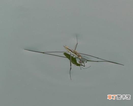为什么荷花出淤泥而不染? 为什么荷叶的叶面不沾水