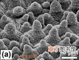 为什么荷花出淤泥而不染? 为什么荷叶的叶面不沾水