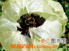 天山雪莲的功效和作用