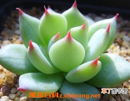 多肉植物怎么养 多肉植物养殖的注意事项