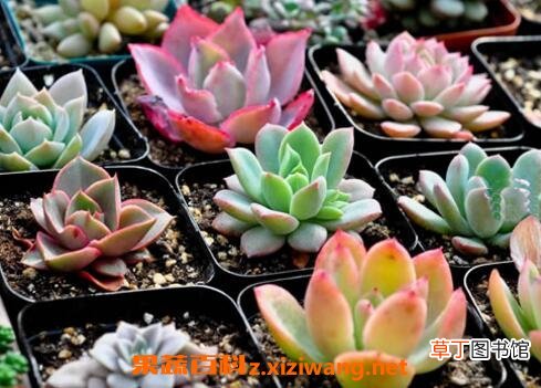 多肉植物怎么养 多肉植物养殖的注意事项