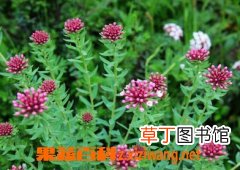 狼毒的功效和作用
