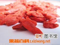 枸杞子的功效与作用