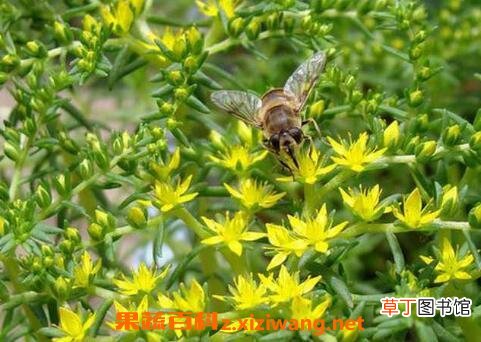 垂盆草图片 垂盆草的养殖方法