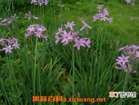 紫娇花的养殖方法和繁殖方式