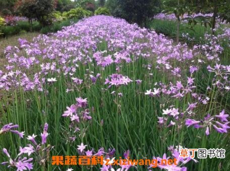 紫娇花的养殖方法和繁殖方式