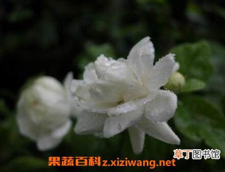 重瓣茉莉花的养殖方法