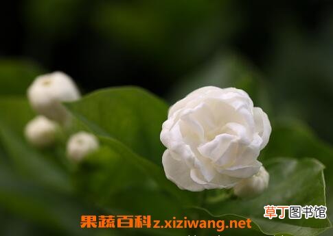 重瓣茉莉花的养殖方法