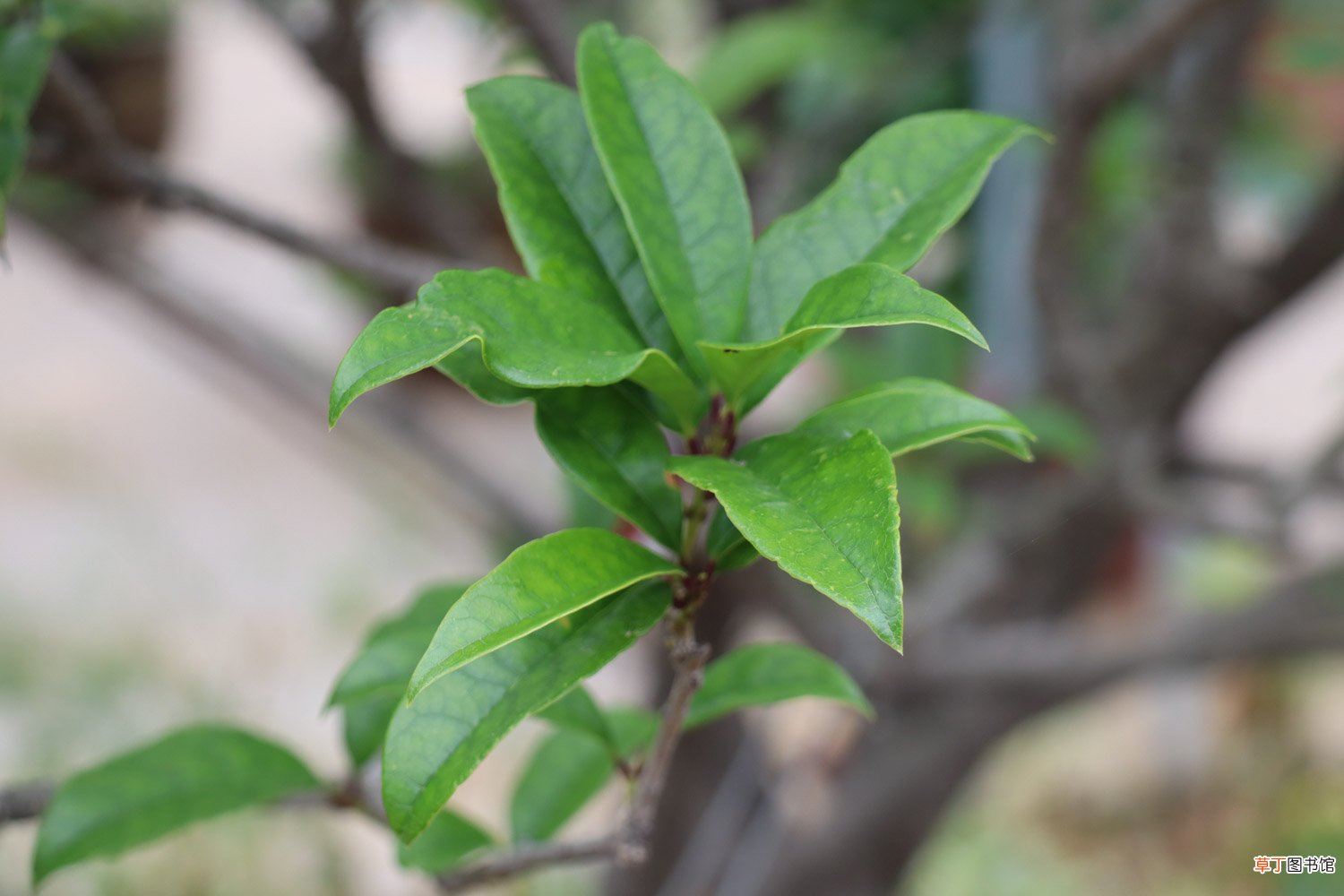 桂花树可以插枝栽培吗
