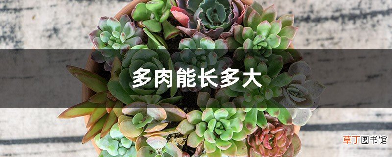多肉能长多大