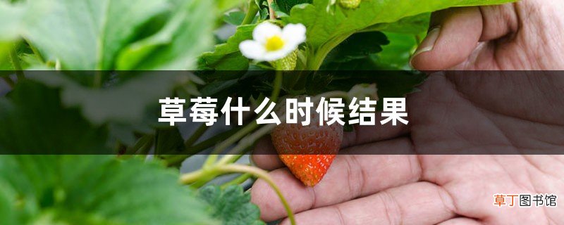 草莓什么时候结果