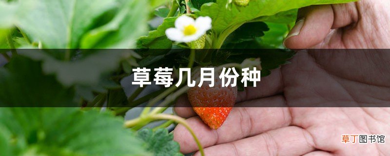 草莓几月份种