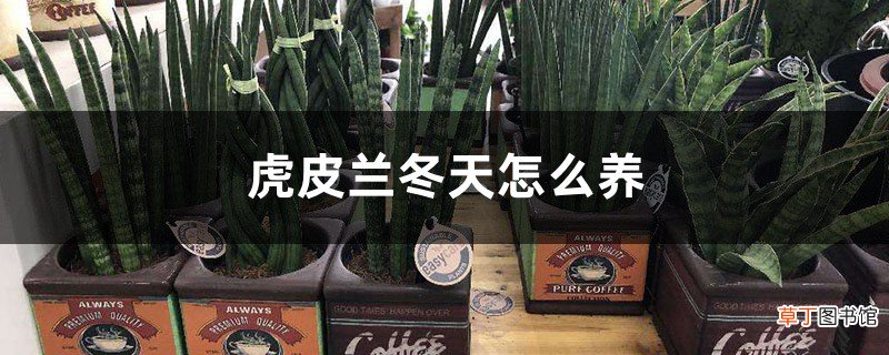 虎皮兰冬天怎么养