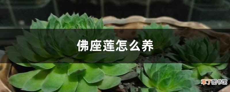 佛座莲怎么养