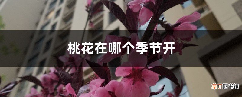 桃花在哪个季节开
