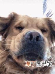 狗狗真的会把主人当妈妈吗 狗为什么放屁