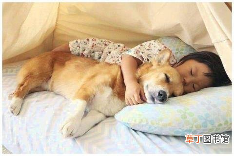 狗狗真的会把主人当妈妈吗 狗为什么放屁