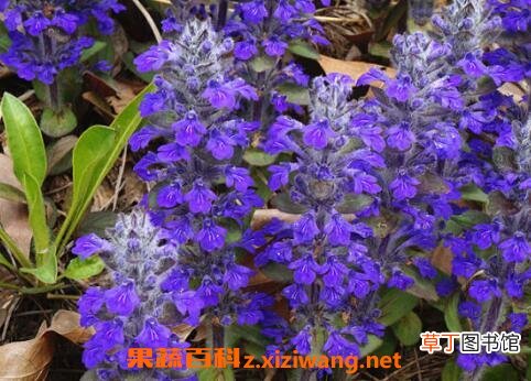 紫金露花的养殖方法和繁殖方式