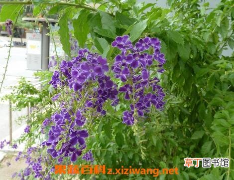 紫金露花的养殖方法和繁殖方式