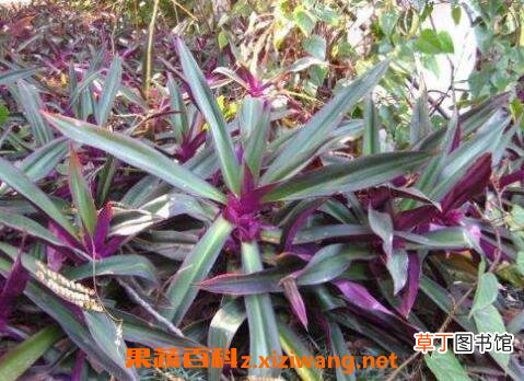 紫背元宝花的养殖方法和注意事项