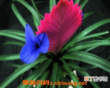 紫花凤梨的养殖方法和注意事项