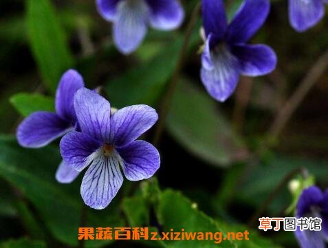 紫花照波的养殖方法和注意事项