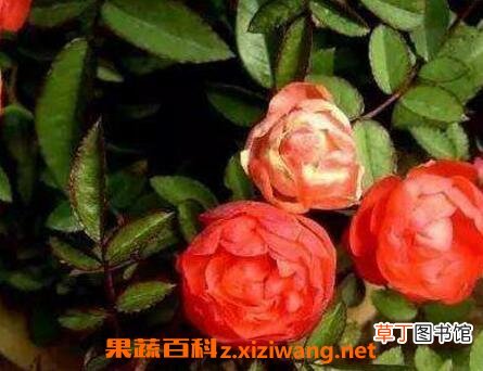 钻石玫瑰花的养殖方法和养殖技巧