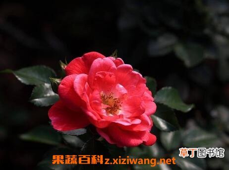 钻石玫瑰花的养殖方法和养殖技巧