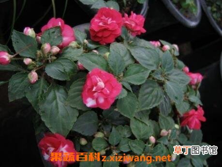 重瓣非洲凤仙花的养殖方法与注意事项