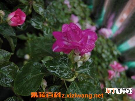 重瓣非洲凤仙花的养殖方法与注意事项