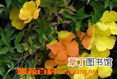 猫爪草的功效与作用
