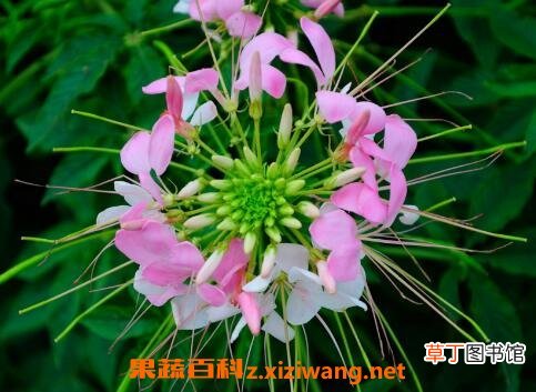 醉蝶花的养殖方法和养殖技巧