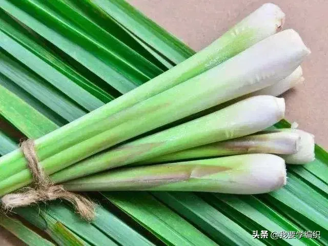 你知道蚊子最怕什么吗？ 蚊子怕什么？