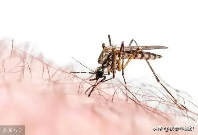 你知道蚊子最怕什么吗？ 蚊子怕什么？