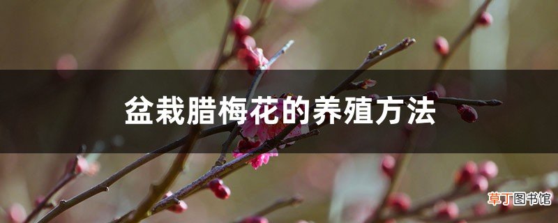 盆栽腊梅花的养殖方法