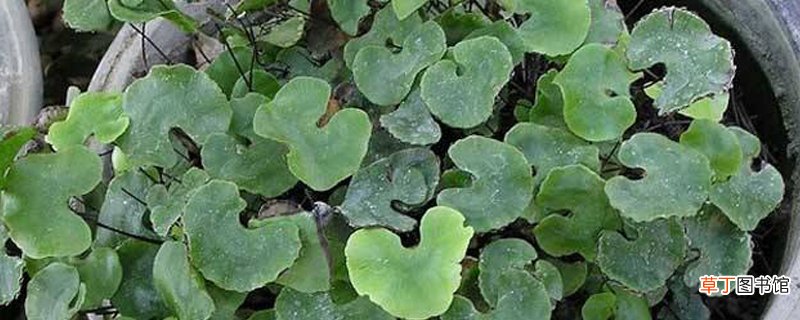 吸水石上种什么植物