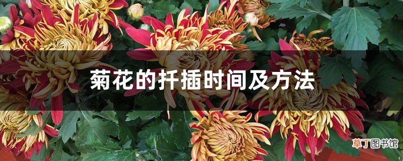 菊花的扦插时间及方法