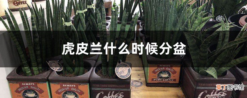 虎皮兰什么时候分盆