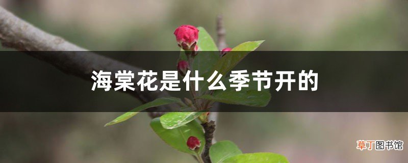 海棠花是什么季节开的