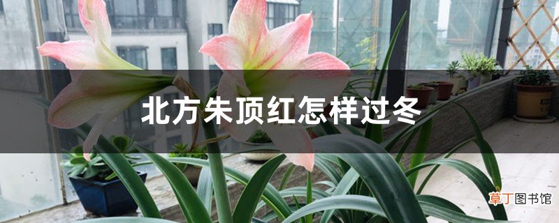 北方朱顶红怎样过冬