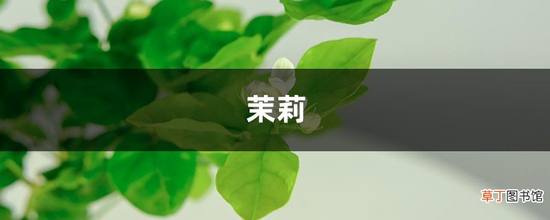 茉莉花冬天养，盆里放几粒小东西，保暖效果好，来年嫩叶冒不停！