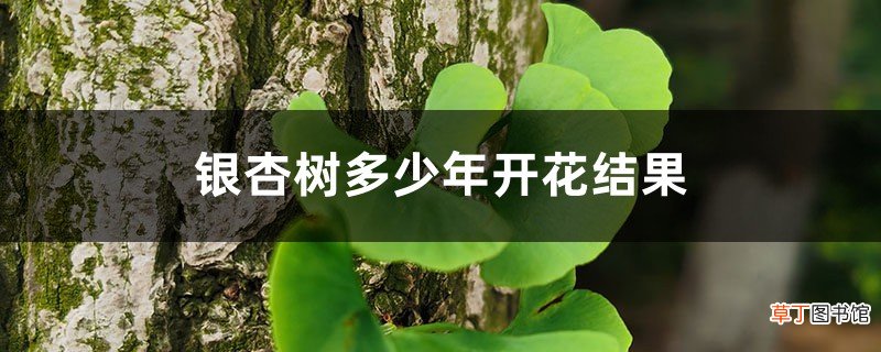 银杏树多少年开花结果
