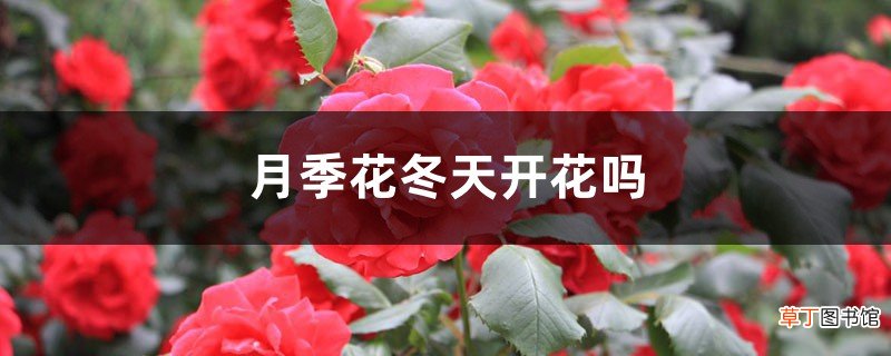 月季花冬天开花吗